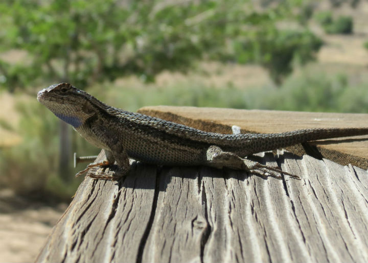 Western Fence Lizard